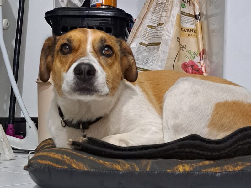 Camas e Abrigos Adequados para cachorro no apartamento